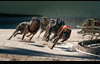 Dog Racing